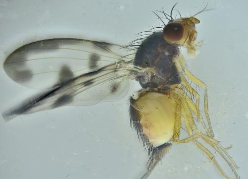 Palloptera umbellatarum
